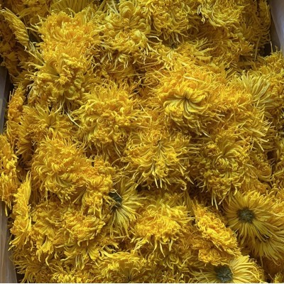 大量批发金丝黄菊 散装 黄山原产地直发泡开7-10公分图5