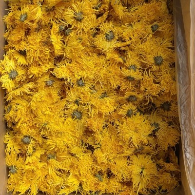 大量批发金丝黄菊 散装 黄山原产地直发泡开7-10公分图4