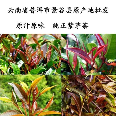 云南普洱茶紫芽茶生茶357克饼春茶紫茶景谷批发紫芽茶紫芽生茶图3