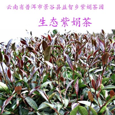 云南紫娟茶2023年春茶普洱紫鹃生茶散茶花青素茶原产地厂家批发图2