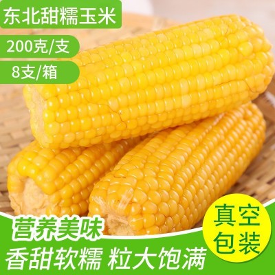 东北玉米黄糯金皇后批发独立真空包装甜糯玉米8支每箱代餐黄糯玉