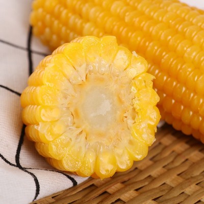 东北甜糯玉米8支每箱619黄糯玉米速食黄玉米真空包装粗粮黏玉米棒图3