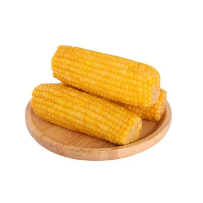 东北甜糯玉米8支每箱619黄糯玉米速食黄玉米真空包装粗粮黏玉米棒图4