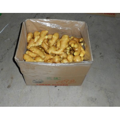 厂家供应自有种植基地小黄姜 食用农产品生姜鲜姜大姜月子姜批发图3