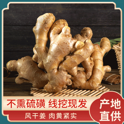 出售生姜 姜种批发厂家 山东生姜价格 老姜供应 大姜批发大面姜
