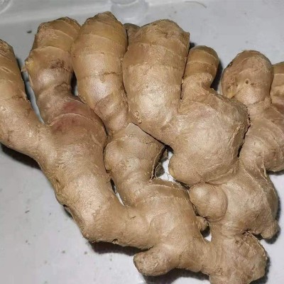山东新鲜大姜生姜农家自种现挖新鲜小黄姜新鲜蔬菜嫩姜月子姜批发图4