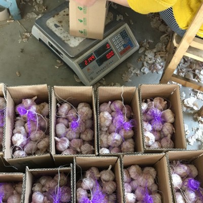 供应出口大蒜 出口红蒜 蒜头2kg/件 28元/件 2件起批图3
