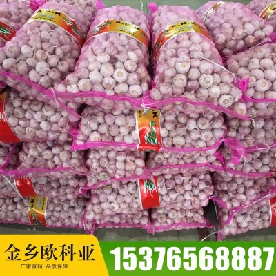 金乡出口大蒜产地直销 大瓣蒜辣味浓网袋装干蒜头现货批发图2