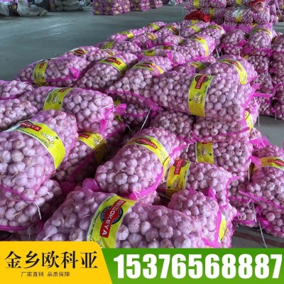 金乡出口大蒜产地直销 大瓣蒜辣味浓网袋装干蒜头现货批发