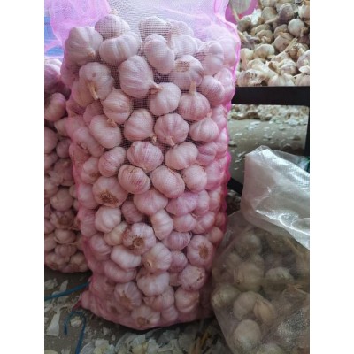 供应出口红蒜，出口普白蒜，出口新蒜，出口泰国大蒜，出口紫皮蒜图3