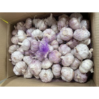 供应出口红蒜，出口普白蒜，出口新蒜，出口泰国大蒜，出口紫皮蒜图2