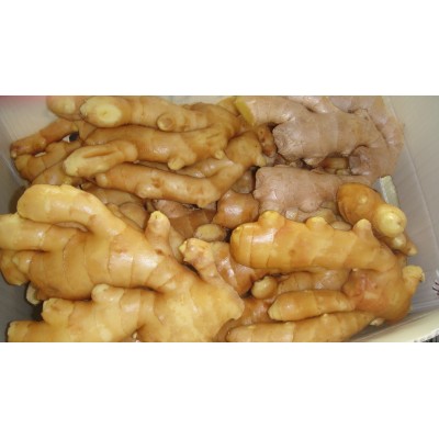 供应出口风干姜，air dried ginger,china ginger,鲜姜图4