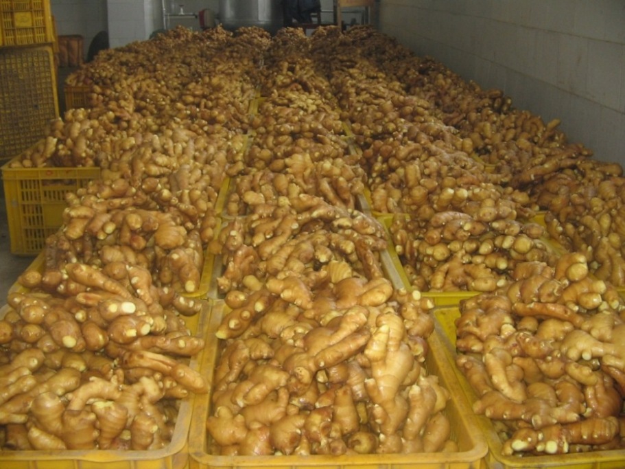 chinese fresh ginger