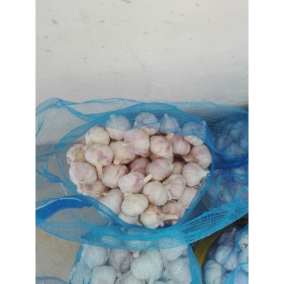 供应出口保鲜大蒜，金乡大蒜，10gk包装，20gk包装，大包装，蒜头