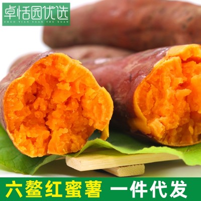 卓恬园 福建漳州六鳌红蜜薯 新鲜现挖现发香甜软糯沙地瓜番薯红薯