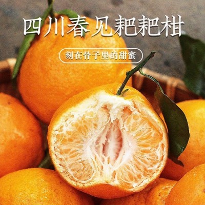 正宗四川春见耙耙柑10斤橘子水果当季丑八怪粑粑柑桔子丑柑桔包邮