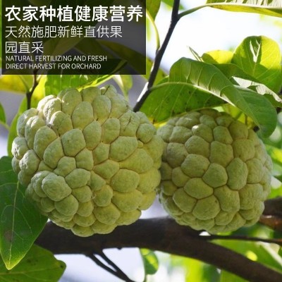 云南凤梨释迦果番荔枝5斤摘新鲜水果林檎大果佛头摩尼果一件代图3