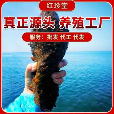 源头工厂大连海参批发海产品即食辽参一手货源即食海参图3