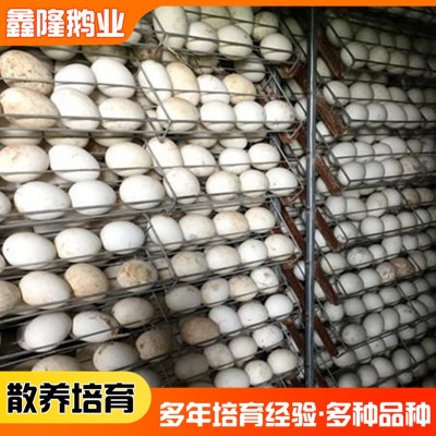 现货批发 五龙鹅种蛋鹅蛋受精蛋可孵化鹅种蛋 山东基地销售图3