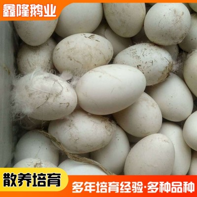 现货批发 五龙鹅种蛋鹅蛋受精蛋可孵化鹅种蛋 山东基地销售图4