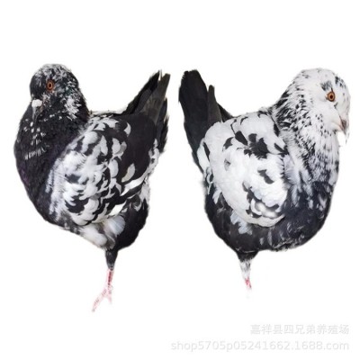 纯种大体元宝鸽 红色青年元宝鸽 特大元宝鸽种鸽多少钱一对图5