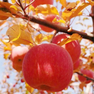 新疆阿克苏苹果新鲜现摘现发果园直发当季新疆糖心苹果顺丰包邮图2
