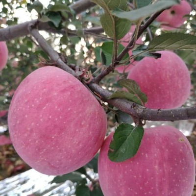 【昊宏鲜果】红富士苹果新鲜水果脆甜苹果【一件代发包邮】图2