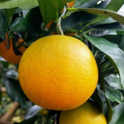 湖南锦蜜甜橙麻阳冰糖橙新鲜水果采摘批发当季水果公司福利图2