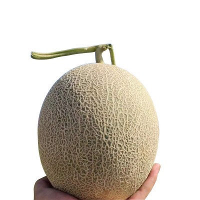 包邮款新疆西州密哈密瓜 新鲜哈密瓜网纹瓜沙漠蜜瓜 哈密瓜批发图3