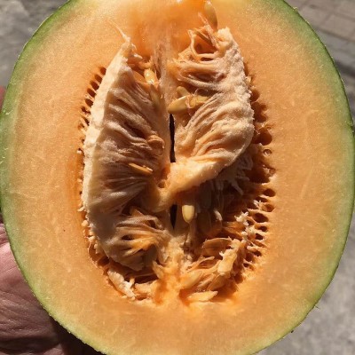 包邮款新疆西州密哈密瓜 新鲜哈密瓜网纹瓜沙漠蜜瓜 哈密瓜批发图4