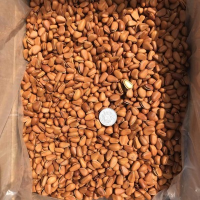 新货开口松子5KG/箱 东北松子1050开口松子大颗粒松子零食图2