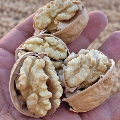 新货新疆特产阿克苏185纸皮核桃手剥大原味孕妇儿童坚果500g图4