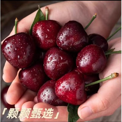 新鲜现摘美早大樱桃3斤车厘子国产应季新鲜多汁水果现货批发樱桃图3