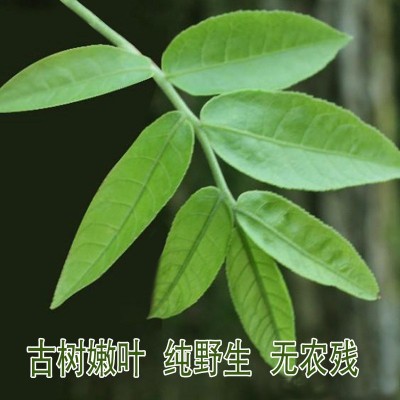 爱尚园青钱柳嫩芽茶 2023年新品厂家直销张家界原产地一手货源图2