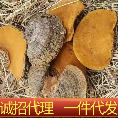 桑黄野生长白山桑黄正品特级桑树桑黄土特产品桦褐孔菌桦树茸批发图2