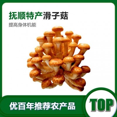 北方滑子蘑北方滑子蘑厂家批发干货滑子蘑批发货源批发