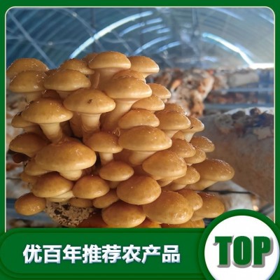北方滑子蘑北方滑子蘑厂家批发干货滑子蘑批发货源批发图3