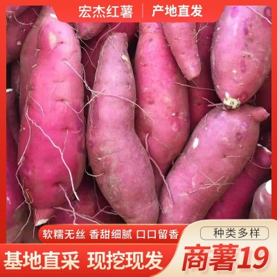 商薯19雄县打粉地瓜淀粉细腻油滑口味香甜白心板栗薯产地直发批发