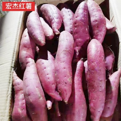 商薯19雄县打粉地瓜淀粉细腻油滑口味香甜白心板栗薯产地直发批发图2