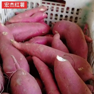 商薯19雄县打粉地瓜淀粉细腻油滑口味香甜白心板栗薯产地直发批发图4