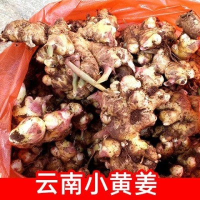 云南农产品小黄姜 生姜月子姜仔姜单柄50g-150g新姜图3