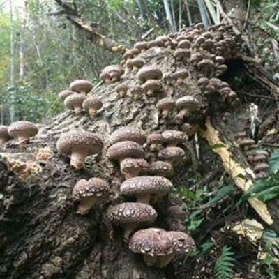 广西融安优质香菇500g干品食用菌农家直邮图4