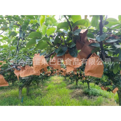 莱阳五龙河水秋月梨新鲜对肺好多汁皮薄很甜润潴河5斤装莱阳大梨图4