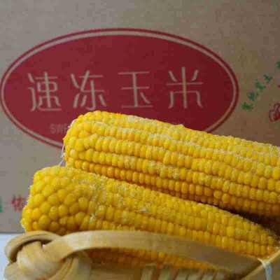 新鲜速冻即食东北厂家批发速冻黄玉米批发速冻黄玉米图2
