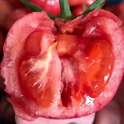 批发海阳普罗旺斯西红柿新鲜现货沙瓤西红柿放心蔬菜番茄图3