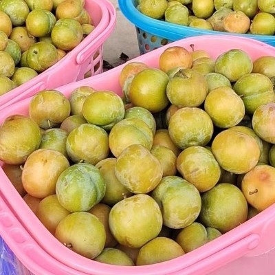 正宗四川蜂蜜李冰糖李子现摘现发当季新鲜水果整箱脆甜多汁蜂糖李图3