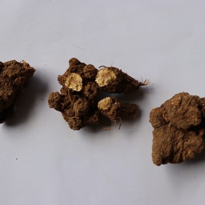 云南产地直接供应白术 白术 源头企业批发 一站式采购图4
