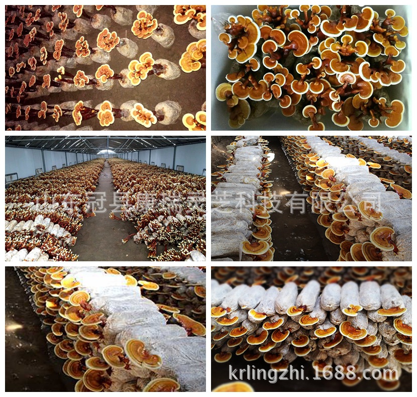 mmexport1437555110692