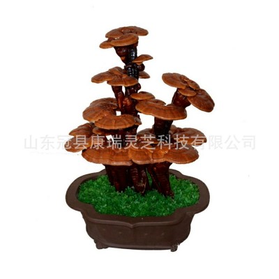 山东冠县康瑞灵芝批发灵芝菌棒 绿植盆栽灵芝 灵芝盆景 冠县灵芝图4