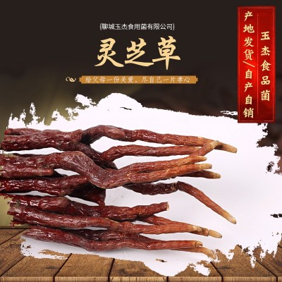 现货批发 灵芝草 草灵芝 鹿角灵芝原产地自产自销灵芝草图3